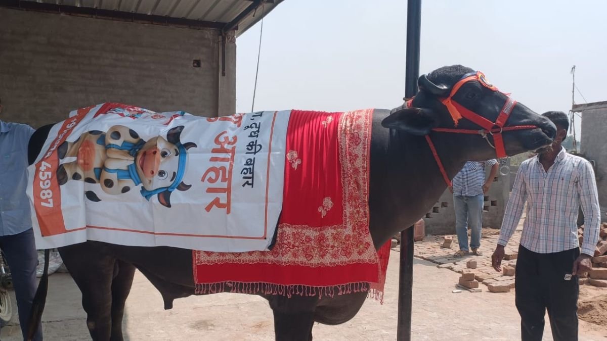 Goga Medi Animal Comptition Winner 2026 Murrah Bull Nawab