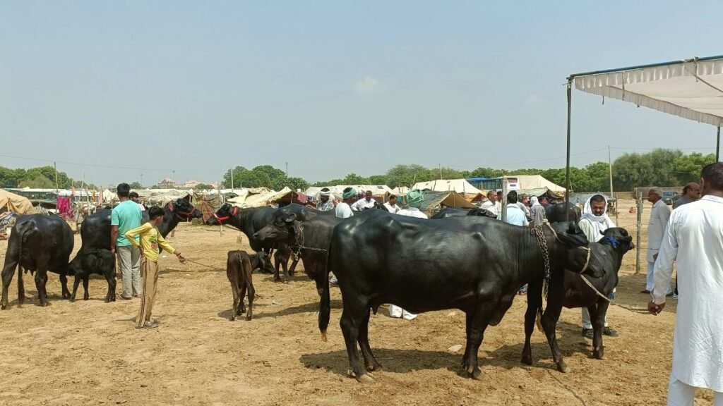 Gogamedi Jhotta Competition