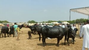 Gogamedi Jhotta Competition