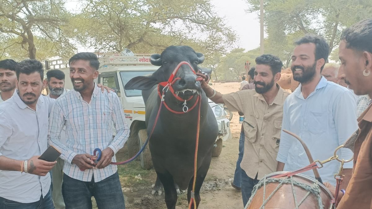 Kheri Village Murrah Bull