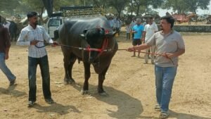 गोगामेड़ी पशु मेले में छाया खेड़ी का मुर्रा झोटा, 5 साल के नवाब ने जीता चैंपियन खिताब