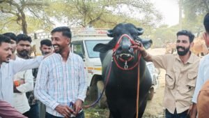 गोगामेड़ी पशु मेले में छाए चोपटा के झोटे, खेड़ी का ‘नवाब’ प्रथम, कुम्हारिया का ‘जीत’ चौथे स्थान पर