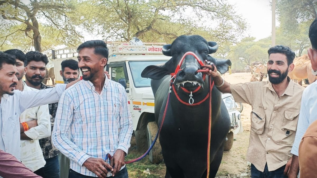 Kheri Village Murrah Bull Navab
