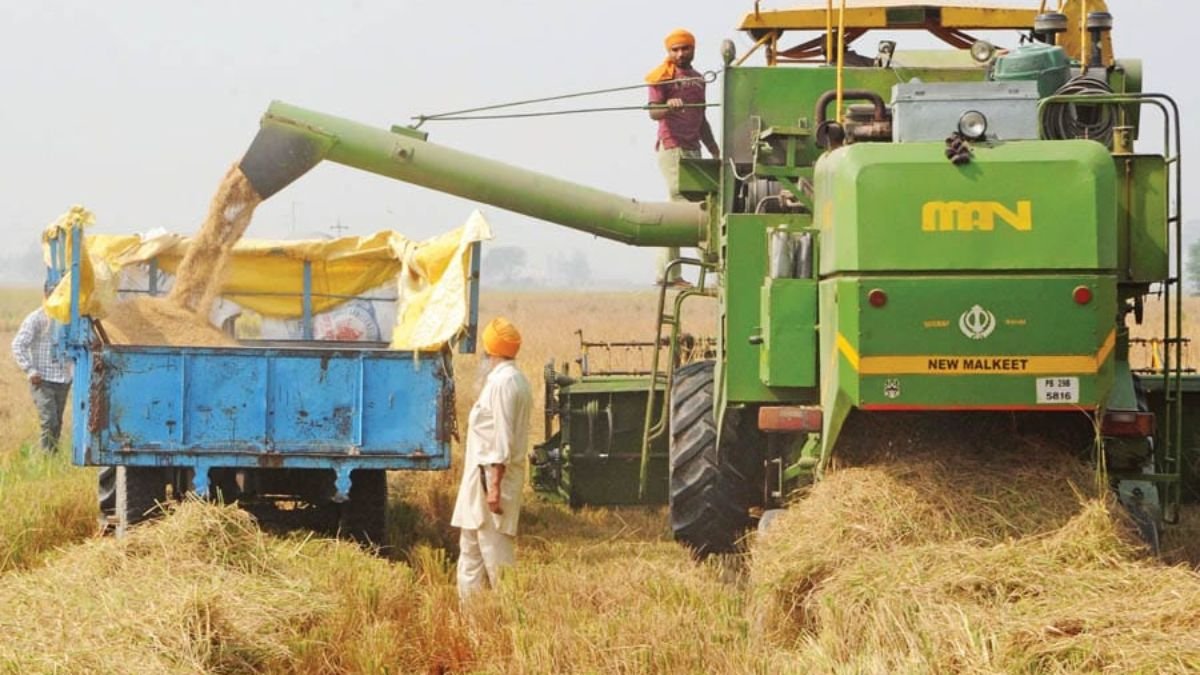 Sirsa Paddy News 2026