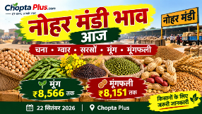 nohar mandi bhav