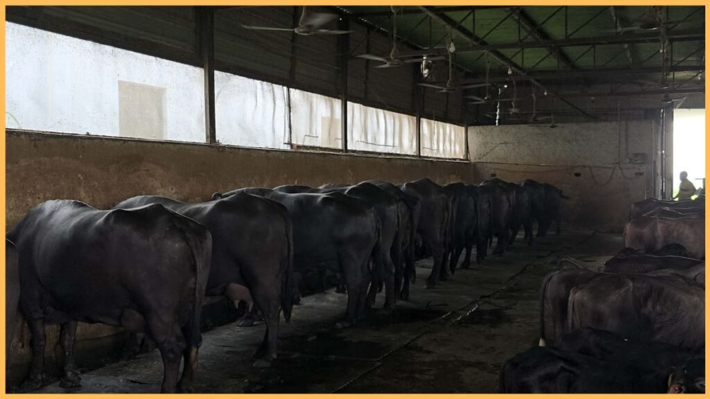 करनाल के डेयरी किसान रॉबिन का आधुनिक डेयरी फार्म