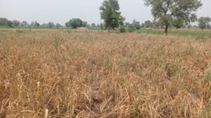चोपटा क्षेत्र में बारिश की कमी से 60 हजार हेक्टयर सावणी की फसल में गहराया सूखे का संकट