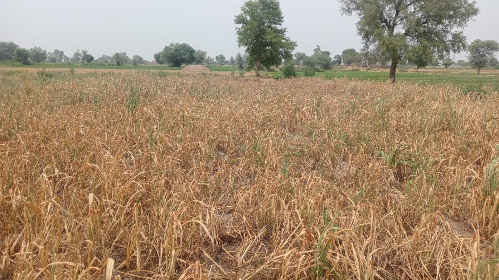 चोपटा में 60 हजार हेक्टेयर सावनी फसल पर सूखे का संकट