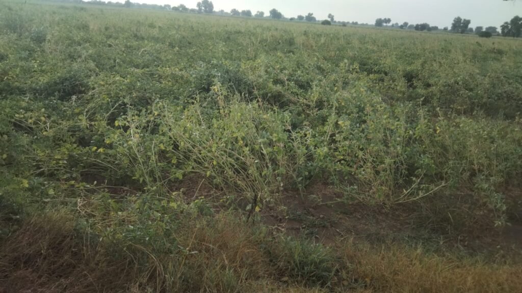 चोपटा में बारिश से नरमा, ग्वार की फसलो को नुकसान