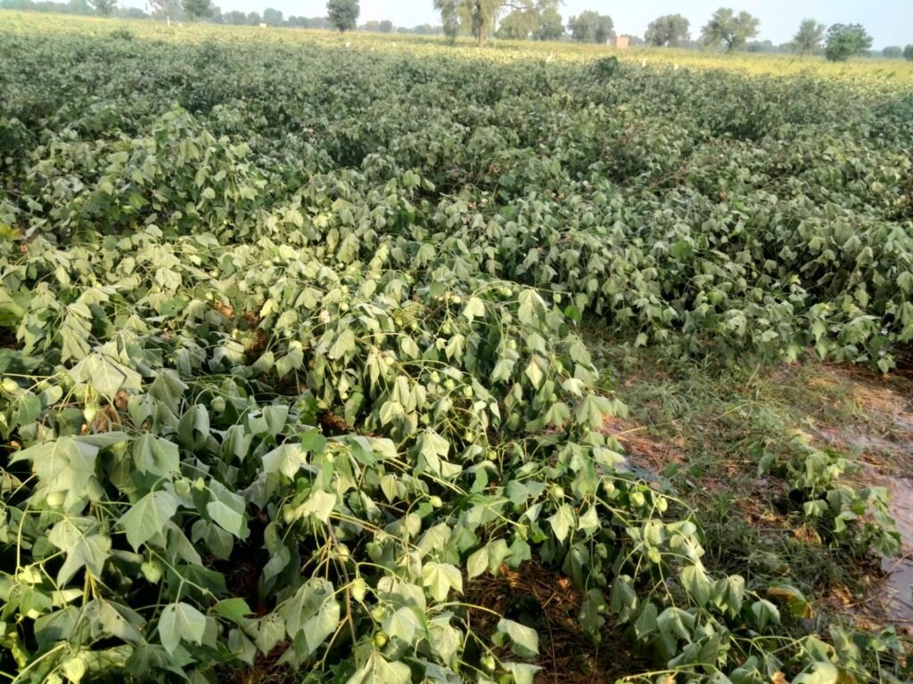 चोपटा में बारिश से नरमा की फसलो को नुकसान