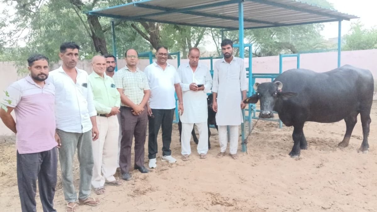 माखोसरानी में भैंस ने दिया 19.67 लीटर दूध, HLDB ने की लाइव मिल्किंग