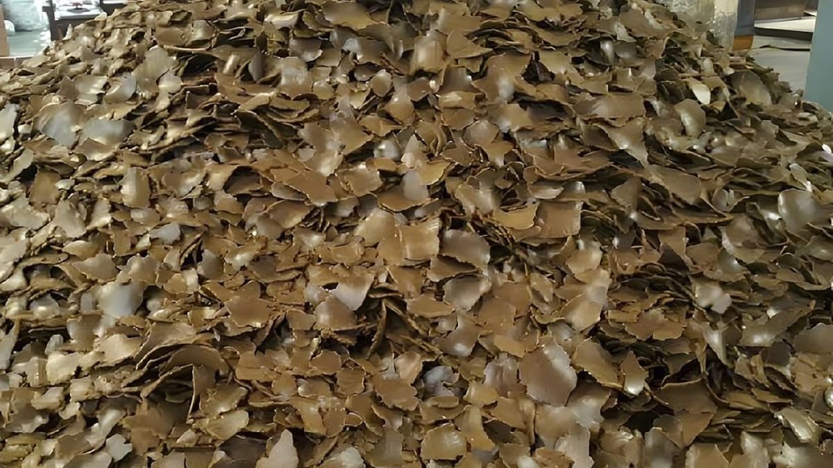 सिरसा जिला जेल में 90 क्विंटल सरसों की खल की खुली बोली, 28 सितंबर को नीलामी