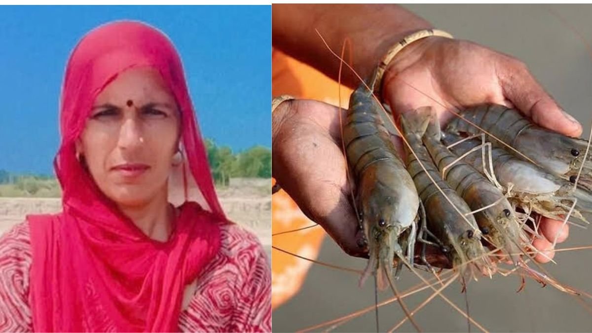 Kailash Shrimp Farming Sirsa