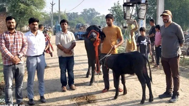 हिसार की भैंस दुर्गा बनी 'ब्लैक गोल्ड': 40 लाख की पेशकश ठुकराई, 18 महीने के कटड़े की कीमत 7 लाख
