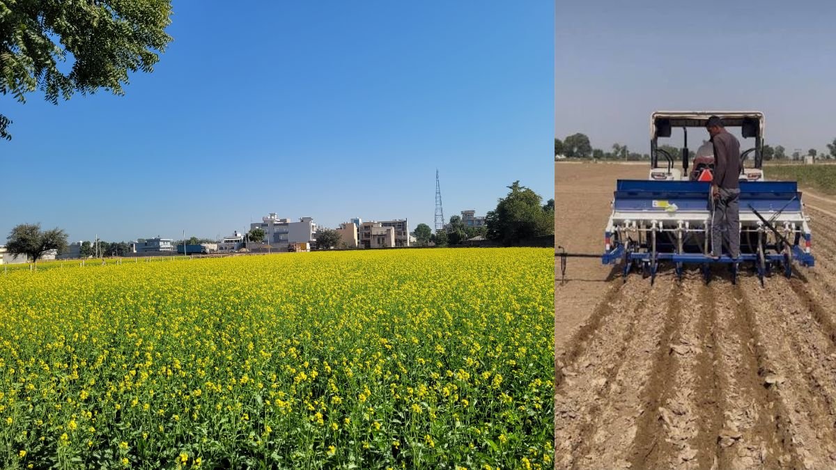 सरसों की खेती पर HAU हिसार की सलाह